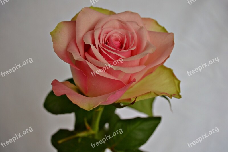 Flowers Roses Pink Flower Pink Rose Rose