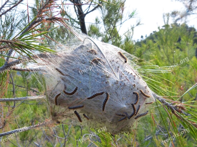 Processionary Plague Pine Caterpillars Cocoon