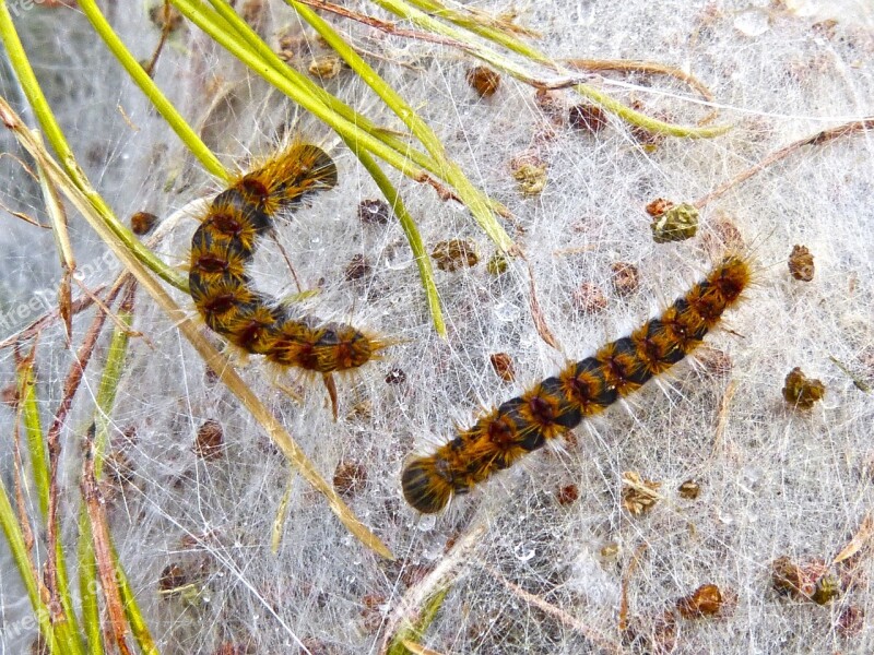 Processionary Plague Pine Caterpillars Cocoon