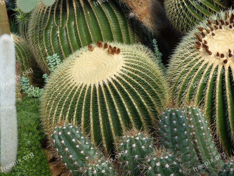 Cactus Dry Nature Green Plant