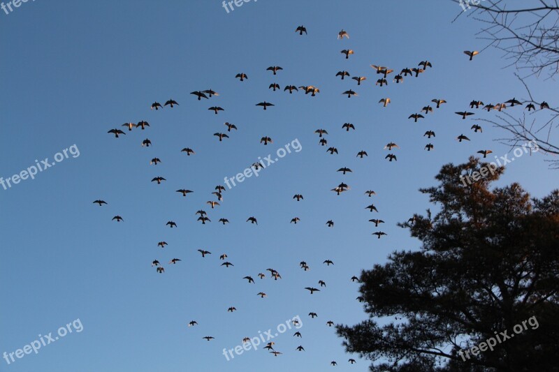 New Ryanair New Flock Sky Nature