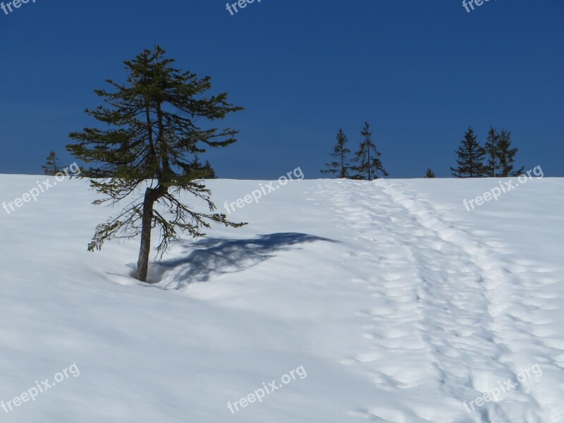 Winter Snow Wintry Nature Winter Dream