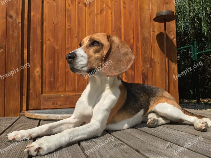 Beagle Dog Hunting Dog Animal Graceful