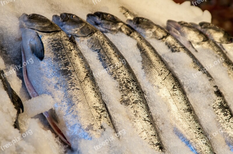 Fish Market Fresh Fish Iced Farmers Market Fish