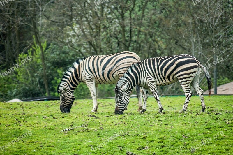 Zebra Stripes Zoo Black White