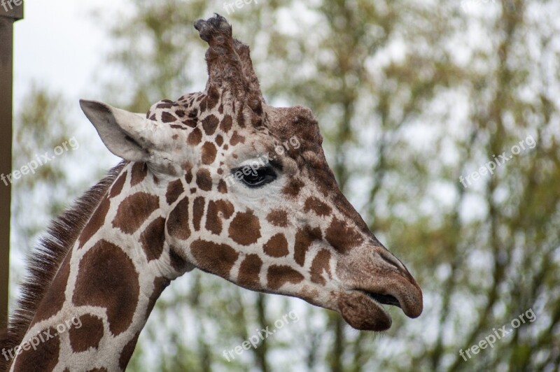 Giraffe Head Zoo Spots Brown