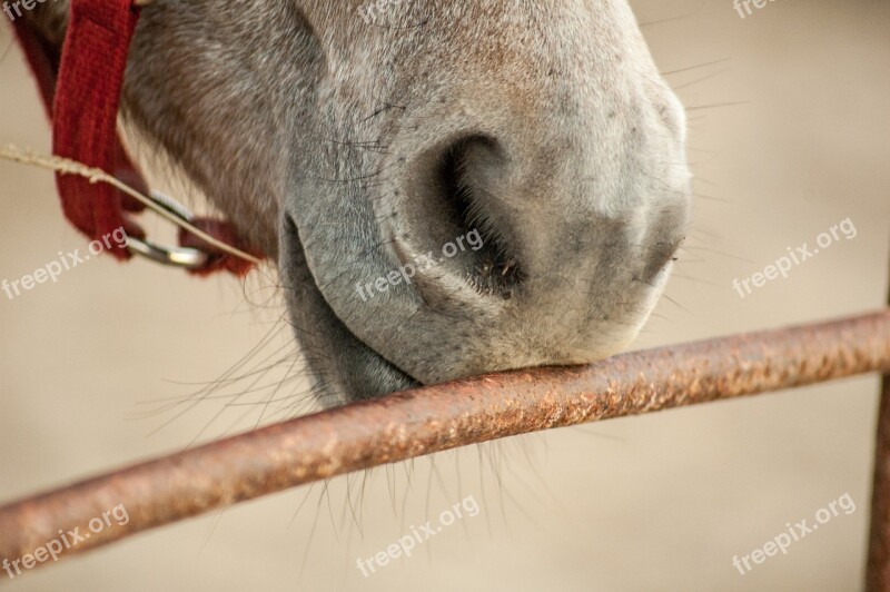 Horse Nuzzle Nose Kiss Lips