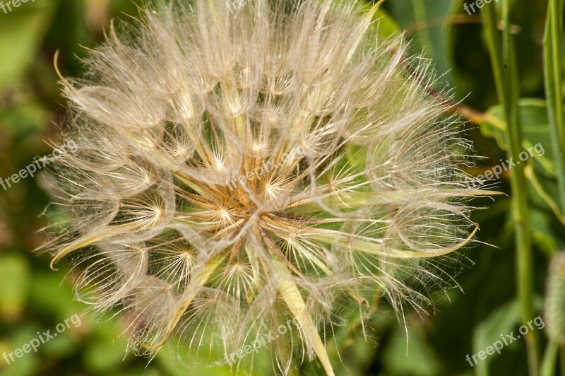 Dandelion Fuzzy Macro Summer Nature