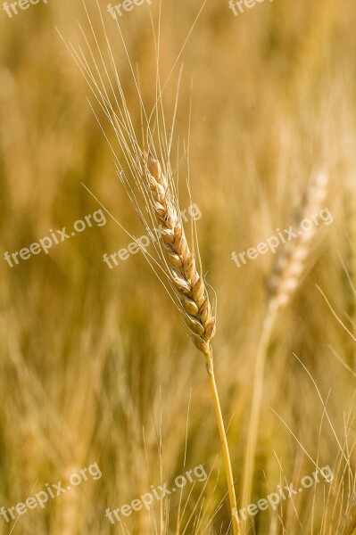 Wheat Field Harvest Wheat Field Agriculture