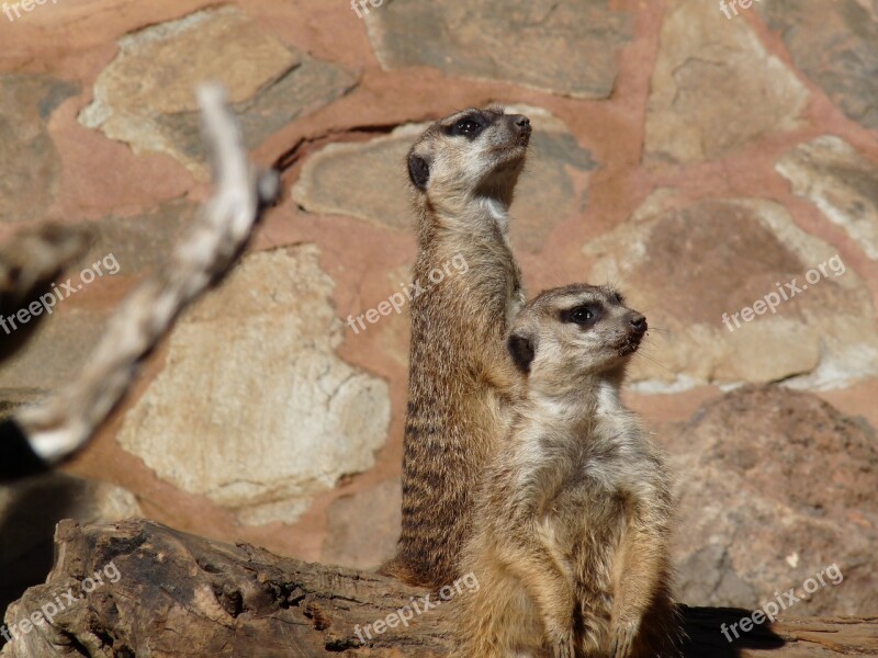 Lookout Guard Surikater Free Photos