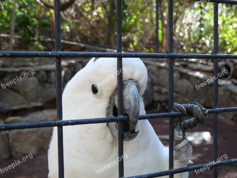 Parrot Cockatoo Bird Caged Free Photos