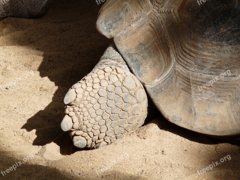 Turtle Foot Shell Chlorine Free Photos