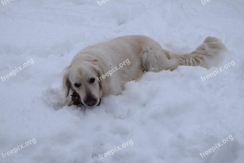 Dog Golden Retriver Snow Winter Cute Animals