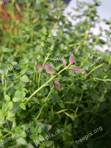 Hydroponic Vegetable Plant Grass Indoor