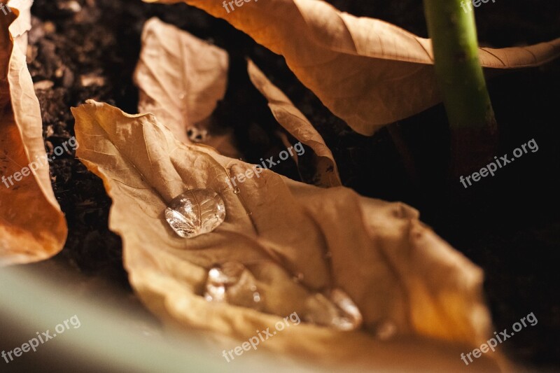 Macro Water Drop Leaf Transparent Waterdrop