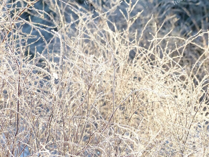 Bush Rime Branches Snow Winter