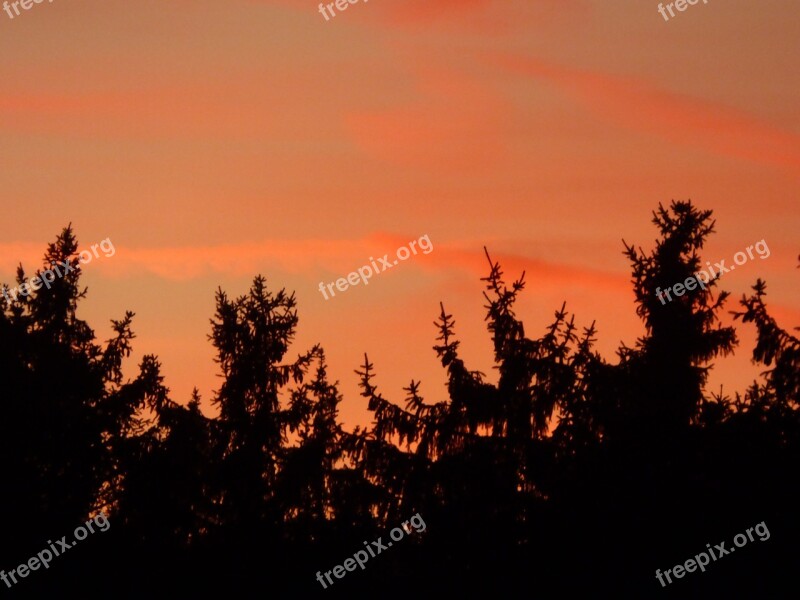 Firs Afterglow Forest Silhouette Free Photos