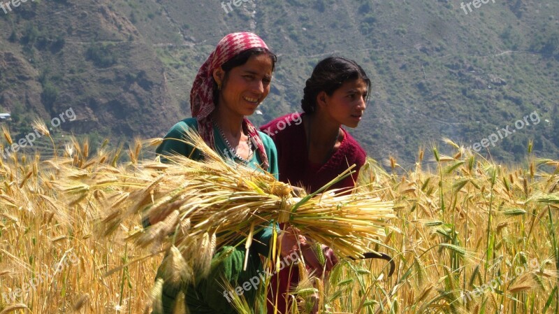 Cornfield Field Workers Work Field Girl Harvest