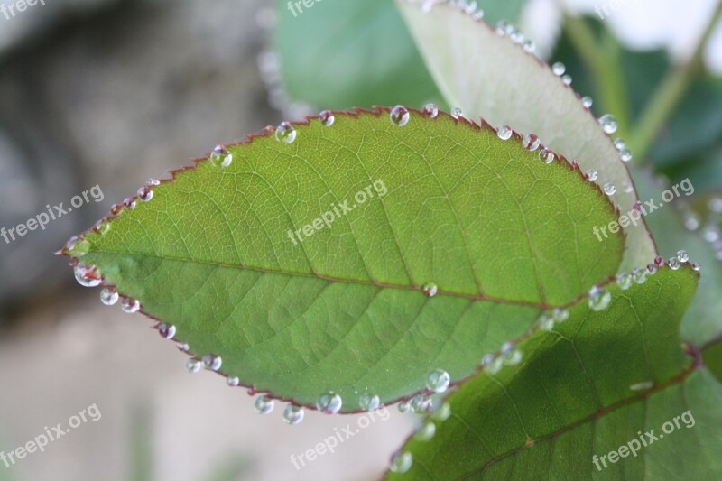 Leaf Rosebush Drop Of Water Dew Green