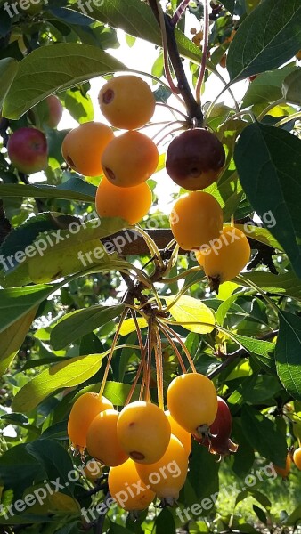 Embellishment Backlighting Nature Fruits Bush