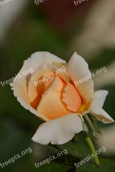 Rose Flower Grow Nature Spring