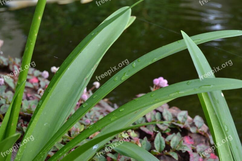 Raindrops Leaf Leaves Rain Droplets