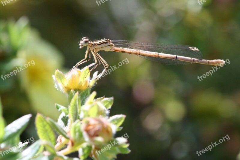 Dragonfly Nature Insect Free Photos