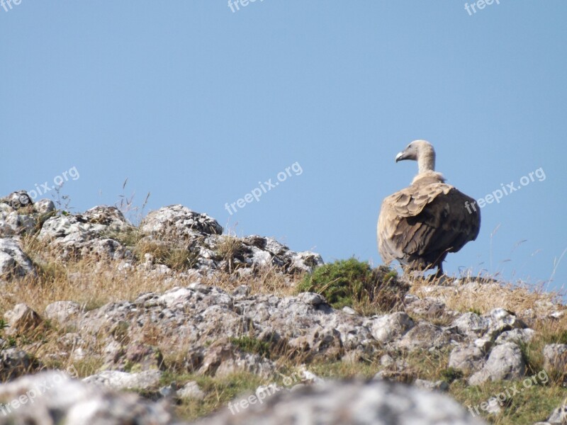 Mountain Vulture Nature Free Photos