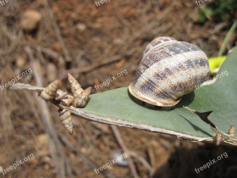 Snail Large Small Leaf Slowly