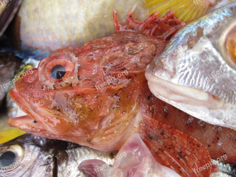 Fish Fresh Fang Red Sea