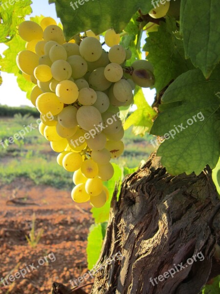 Grapes Sun Plant Wine Nature