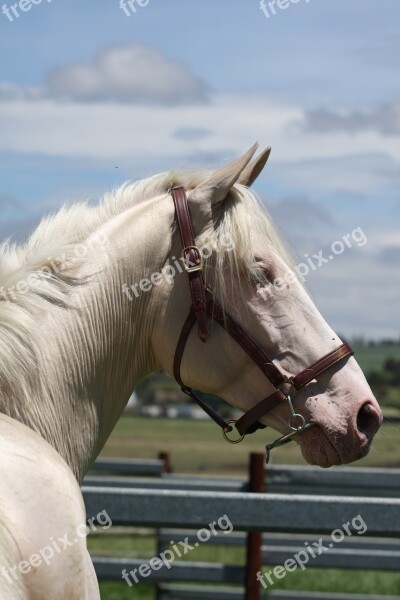 Horse Cremello Blue Eyes Equine Equestrian