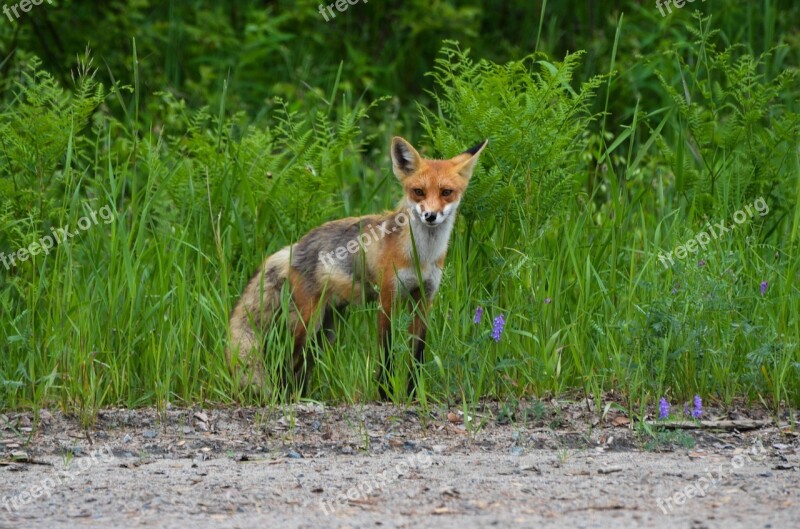 Fox Red Fox Wild Nature Animal