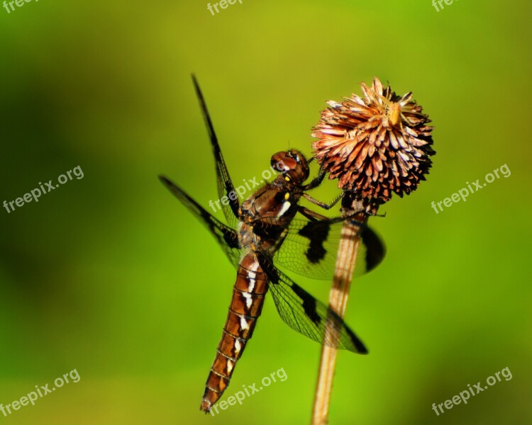 Dragonfly Insect Wings Flying Eyes