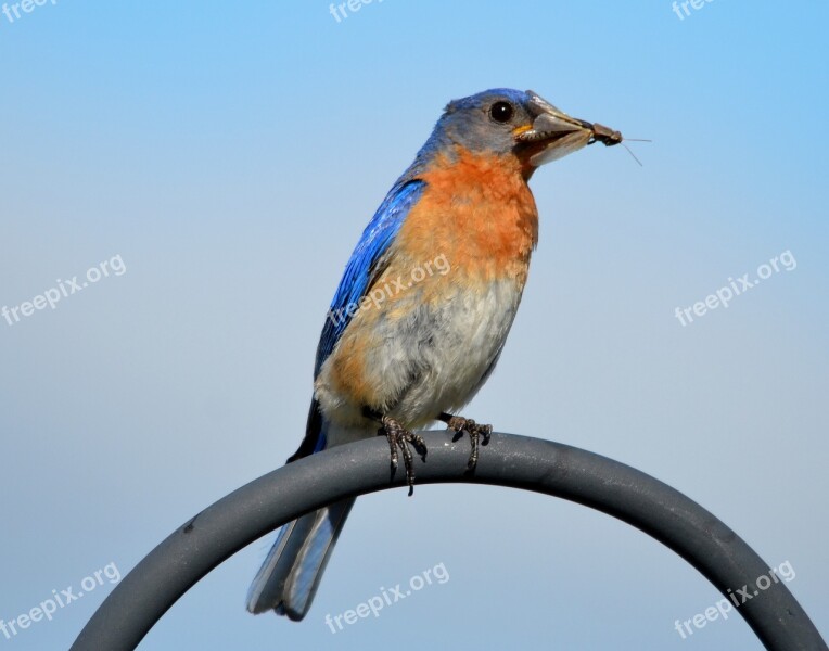 Blue Bird Bird Nature Wildlife Animal