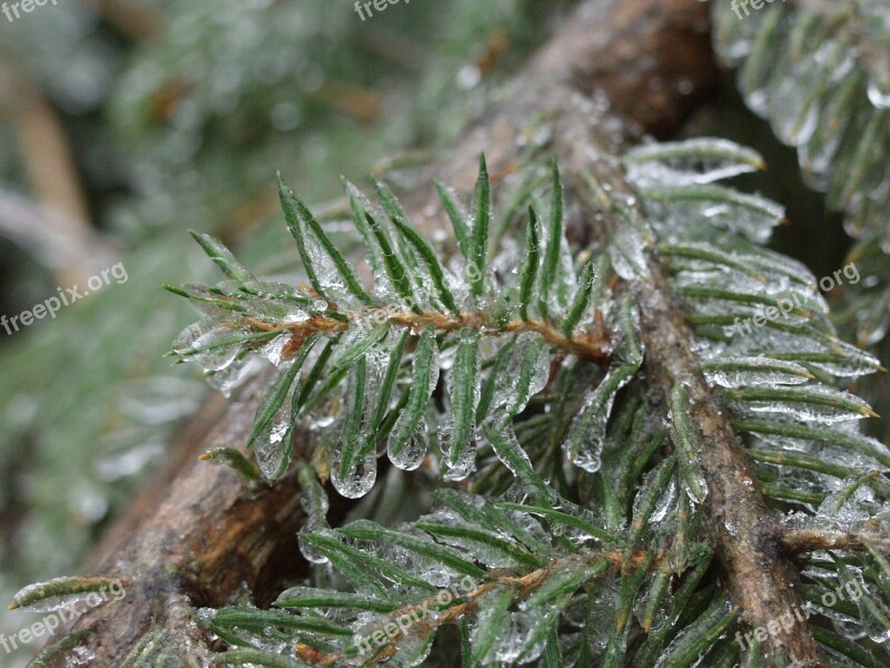 Ice Obledinenie Element Plants Cold