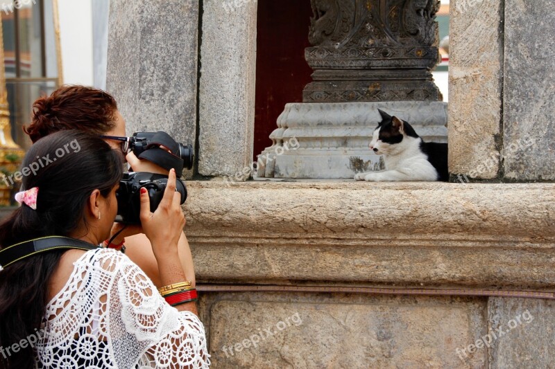 Cat Thailand Paw Rest Concerns