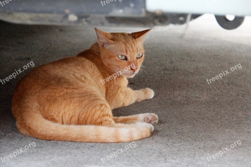 Cat Thailand Paw Rest Concerns