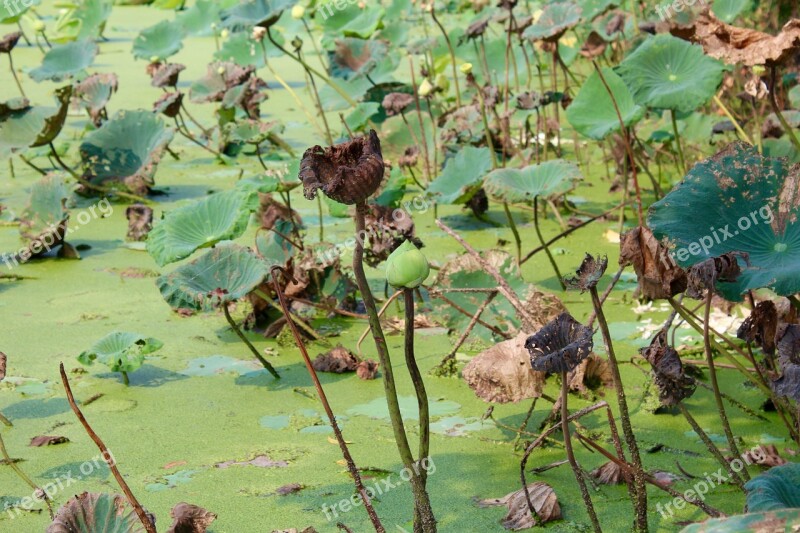 Lotus Leaves Aquatic Plant Water Lily Pink