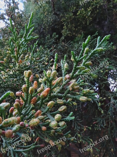 Cypress Tree Cupressaceae Branches Branch