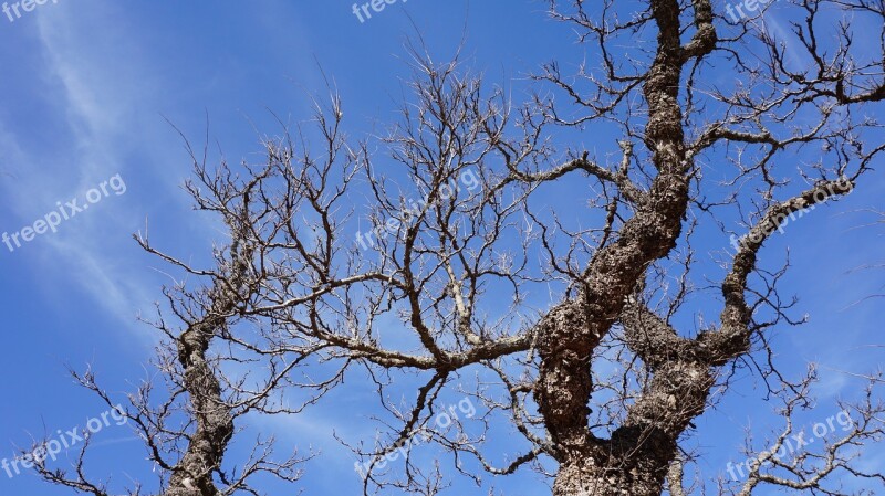 Tree The Ancient Trees Ancient Nature Sky