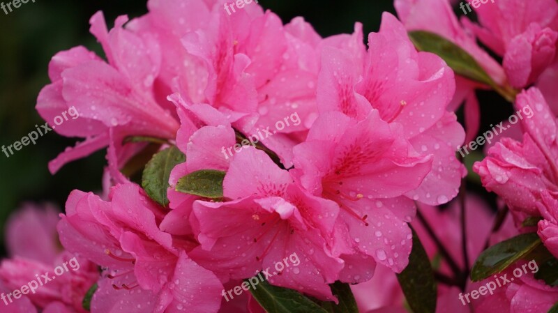 A Thousand Roses Flowers Pink Nature The Pink Flowers