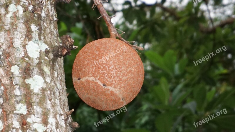 The Beginning Of Cannon Balls Cannon Balls Sal Tree Fruit