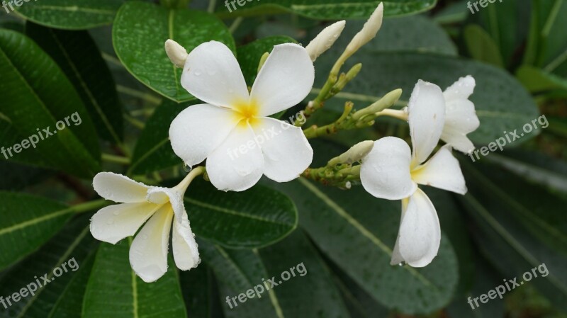 Flowers Champa Champa White Fragrapanti Drops Of Water