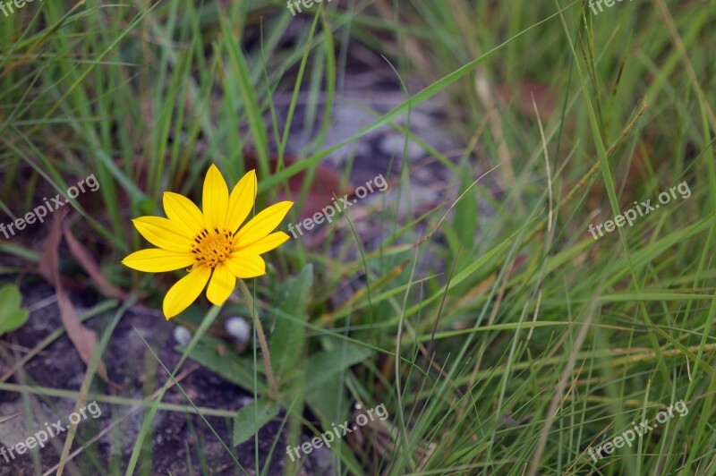 Flower Nature Garden Plant Yellow Flower