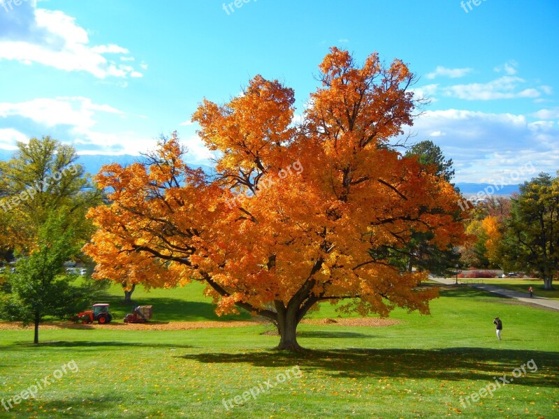 Fall Trees Autumn Nature Parc Free Photos