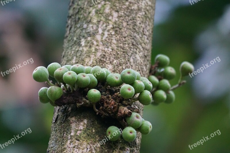 Rubber Tree Linden Leafy Fig Rainforest Ficus Tiliiolia