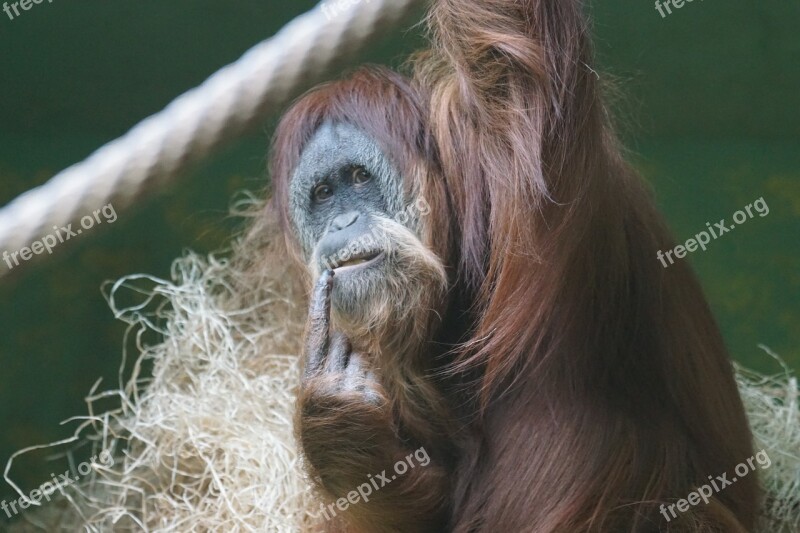 Orang Utan Monkey Ape Female Primate