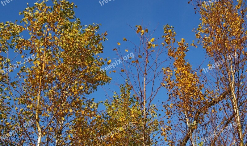 Birch Forest Birch Tree Birch Deciduous Tree Tree