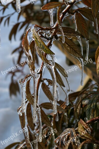 Icicle Winter Ice Snow Cold